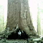 Riesenmammutbaum im Yosemite-Nationalpark