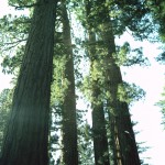 Sehr hohe Bäume im Yosemite-Nationalpark