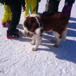 Ein Foto mit diesem Klischee Bernhardiener kostet 20€