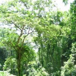 Der Urwald auf Jamaika