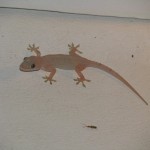 Unser hauseigener Gecko